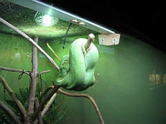 134 Cairns Tropical Zoo